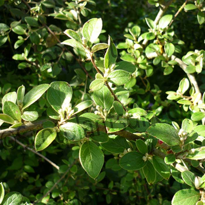 Cotoneaster Hedging